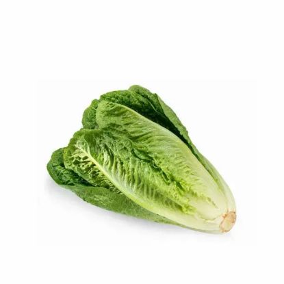 Picture of Lettuce Iran
